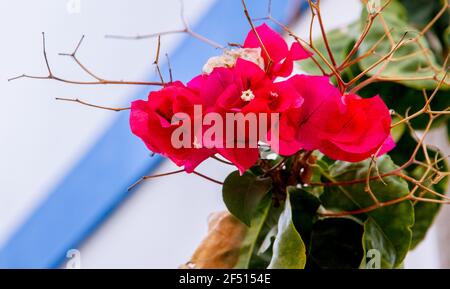 Dettaglio di alcuni galleggianti rossi e foglie verdi su a. giornata di sole contro una parete bianca e blu Foto Stock