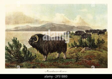 Muskox o muschio bue, ovibos moschatus, mammifero hoofed della famiglia Bovidae che risale al Pliocene. Moschusochsen. Illustrazione stampata a colori dopo Heinrich Harder di Tiere der Urwelt di Wilhelm Bolsche (Animali del mondo Preistorico), società Reichardt Cocoa, Amburgo, 1908. Heinrich Harder (1858-1935) è stato un . Foto Stock