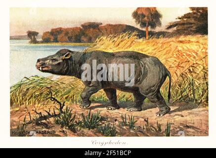 Coryphodon radians, mammifero del pantodone estinto dell'Eocene. Testicolo di Coryphodon. Illustrazione stampata a colori dopo Heinrich Harder di Tiere der Urwelt di Wilhelm Bolsche (Animali del mondo Preistorico), società Reichardt Cocoa, Amburgo, 1908. Heinrich Harder (1858-1935) è stato un . Foto Stock