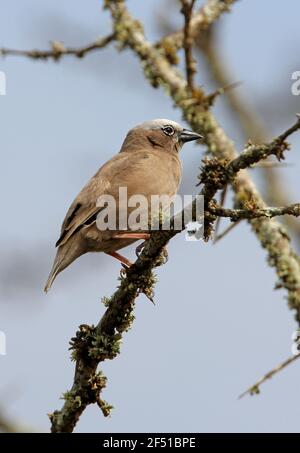 Tessitore sociale con cappuccio grigio (Pseudonigrita arnaudi arnaudi) Adulto appollaiato in Kenya albero morto Novembre Foto Stock