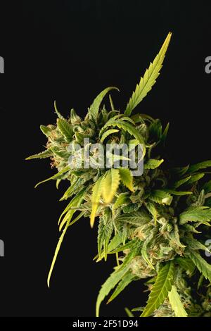 Immagine di dettaglio verticale delle gemme di piante di cannabis su sfondo nero con illuminazione laterale Foto Stock
