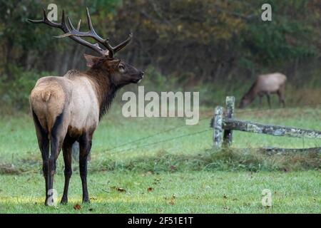 Grande toro Elk guarda su Old Barbed filo Fence in Valle di Oconaluftee Foto Stock