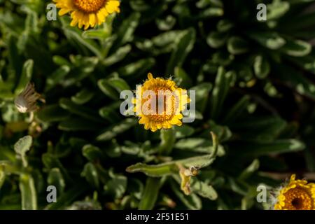 Guardando giù su Acton Brittlebush Blossoms in Great Basin National Parcheggio Foto Stock