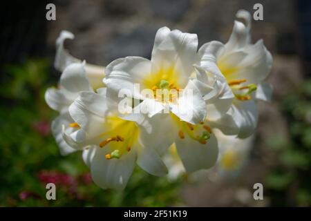 lilium candidum, Madonna Giglio primo piano Foto Stock