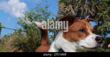 terrier mix seduto all'esterno Foto Stock