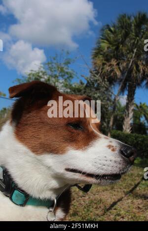 terrier mix seduto all'esterno Foto Stock