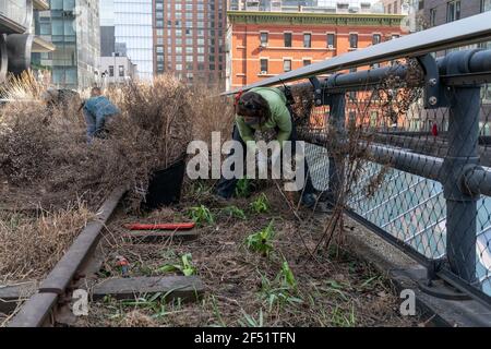 New York, Stati Uniti. 23 marzo 2021. La squadra orticola e i volontari della High Line preparano il parco per la stagione primaverile come parte del loro annuale Spring Cutback a New York il 23 marzo 2021. Rimuovono le foglie essiccate, tagliano le piante essiccate a mano per preservare il suolo e le piante e fanno spazio a una nuova crescita primaverile. (Foto di Lev Radin/Sipa USA) Credit: Sipa USA/Alamy Live News Foto Stock