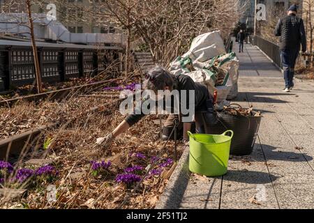 New York, Stati Uniti. 23 marzo 2021. La squadra orticola e i volontari della High Line preparano il parco per la stagione primaverile come parte del loro annuale Spring Cutback a New York il 23 marzo 2021. Rimuovono le foglie essiccate, tagliano le piante essiccate a mano per preservare il suolo e le piante e fanno spazio a una nuova crescita primaverile. (Foto di Lev Radin/Sipa USA) Credit: Sipa USA/Alamy Live News Foto Stock