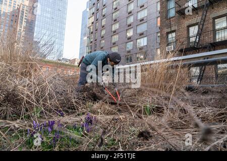 New York, Stati Uniti. 23 marzo 2021. La squadra orticola e i volontari della High Line preparano il parco per la stagione primaverile come parte del loro annuale Spring Cutback a New York il 23 marzo 2021. Rimuovono le foglie essiccate, tagliano le piante essiccate a mano per preservare il suolo e le piante e fanno spazio a una nuova crescita primaverile. (Foto di Lev Radin/Sipa USA) Credit: Sipa USA/Alamy Live News Foto Stock