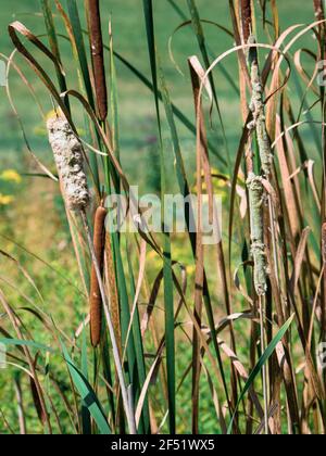 Cattail canne erba che cresce in natura in un campo di verde vicino all'acqua in estate creando una bella paesaggio di piante Foto Stock