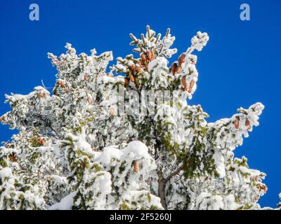 Pino innevato con coni su sfondo blu Foto Stock