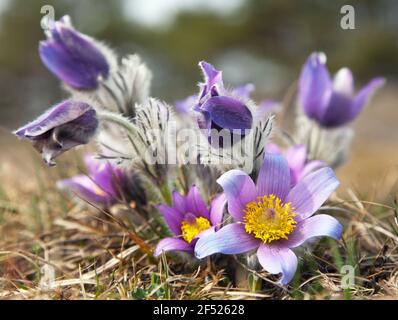 vista sul bellissimo fiore fiorito di pasqueflower Foto Stock