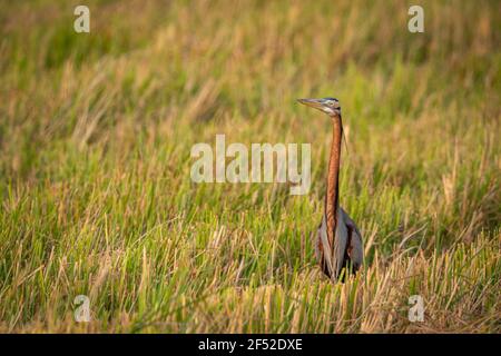 L'airone viola (Ardea purpurea) è un uccello della famiglia degli aironi, Ardeidae. Foto Stock