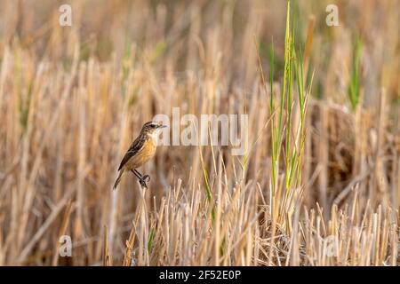 Il Siberiano stonechat o stonechat asiatici (Saxicola maurus) è un recentemente convalidato specie del vecchio mondo famiglia flycatcher (Muscicapidae). Foto Stock