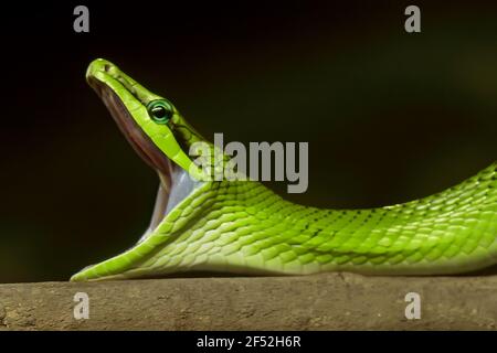 Primo piano il serpente di Ratsnake verde dalla coda rossa isolato sullo sfondo della natura Foto Stock