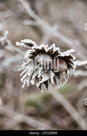 Colpo verticale di nocciole congelate durante l'inverno in grigio Foto Stock
