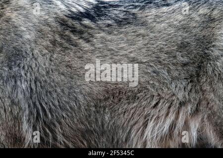 Closeup vera pelle di lupo. Animale pelliccia sfondo texture sfondo immagine sfondo Foto Stock