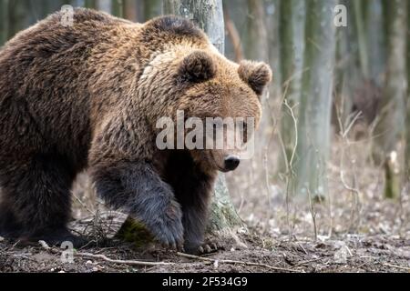 Orso bruno nella foresta da vicino. Scena faunistica dalla natura primaverile. Animali selvatici nell'habitat naturale Foto Stock