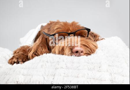 Smart Labradoodle cane con bicchieri dormendo sul cuscino. Adorabile primo piano di un grande cane peloso che spiana. Messa a fuoco selettiva. Foto Stock
