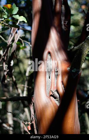 Corteccia liscia furrostata di Manzanita Glandulare, Arctostaphylos Glandulosa, Ericaceae, arbusto nativo nel Topanga state Park, Santa Monica Mountains, Inverno. Foto Stock