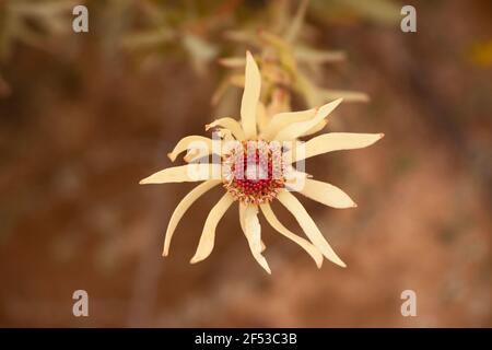 Fiore giallo del Leucedendron Sp 12780 Foto Stock