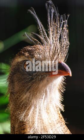 Elegante uccello esotico chiamato seriema a zampe rosse, con alte piume al becco. Foto Stock