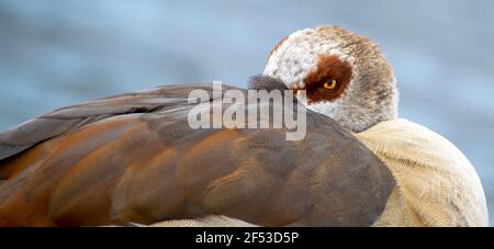 Anatra coprire la testa con le ali in uno strano posa Foto Stock