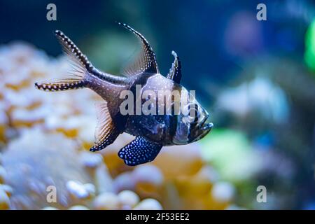 Banggai cardinal pesce singolo colpo vicino con sfondo sfocato. Foto Stock