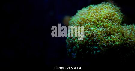 Euphyllia divisa, colore corallo.Verde con sfondo nero scuro Foto Stock