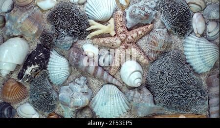 Vista dall'alto di diversi tipi di conchiglie marine, coralli stellari sulla sabbia. Foto Stock
