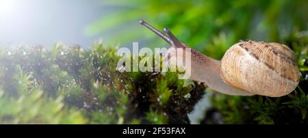 Macro fotografia Lumaca o conchiglia slug su musse verdi, cercando di passare un taglio nelle mosche. Foto Stock