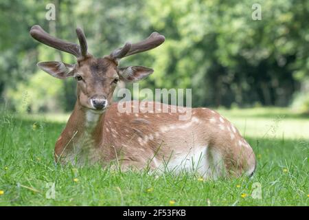 Capriolo europeo Capreolus capreolus seduto o sdraiato sull'erba con sfondo verde offuscato . Foto Stock