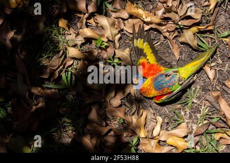 Un lorikeet arcobaleno australiano, il tricoglosso moluccanus, un pappagallo nativo, ucciso da un falco, che mostra il bel piumaggio che dà loro il nome. Foto Stock