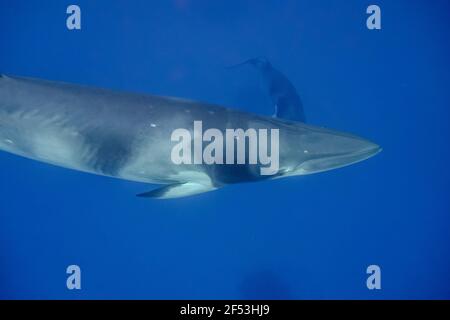 4 notti - escursione con le balene a base di Minke Fly Dive - mattina presto sull'ancora vicino al faro di Bommie, Grande barriera Corallina Foto Stock