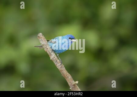 Indigo Bunting - maschio Passerina cyanea costa del Golfo del Texas, Stati Uniti d'America BI027063 Foto Stock