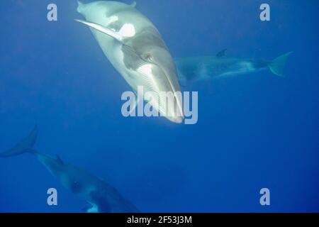 4 notti - escursione con le balene a base di Minke Fly Dive - mattina presto sull'ancora vicino al faro di Bommie, Grande barriera Corallina Foto Stock