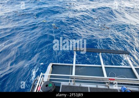 4 notti - escursione con le balene a base di Minke Fly Dive - mattina presto sull'ancora vicino al faro di Bommie, Grande barriera Corallina Foto Stock