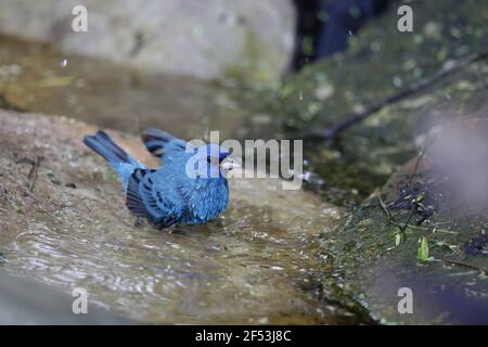 Indigo Bunting - lavaggio maschio Passerina cyanea costa del Golfo del Texas, Stati Uniti d'America BI027066 Foto Stock