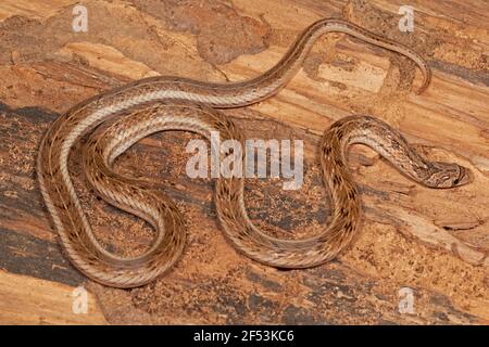 Il serpente di Kukri striato, Oligodon taeniolatus è una specie di serpente non venoso che si trova in Asia. Conosciuto anche come il Kukri variegato o il Kukri di Russell. Foto Stock