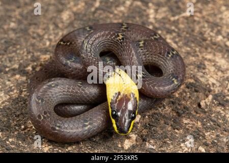 Lycodon flavicollis è una specie di serpente di lupo dal collare giallo. Il serpente si trova nei ghat orientali Foto Stock