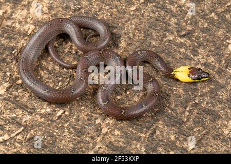 Lycodon flavicollis è una specie di serpente di lupo dal collare giallo. Il serpente si trova nei ghat orientali Foto Stock