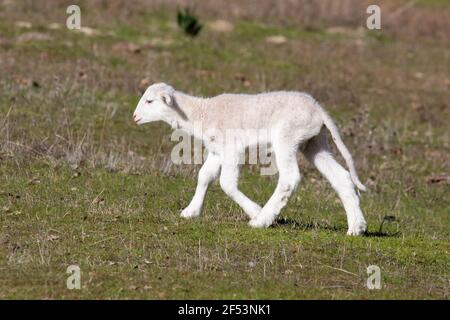 Carino piccolo agnello in campagna Foto Stock