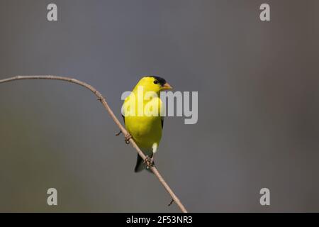 American Cardellino - maschio in allevamento piumaggio Carduelis tristis Ontario, Canada BI027128 Foto Stock