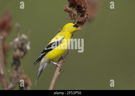 American Cardellino - maschio in allevamento piumaggio Carduelis tristis Ontario, Canada BI027133 Foto Stock