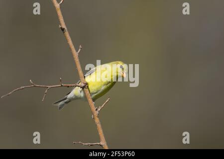 American Cardellino - femmina Carduelis tristis Ontario, Canada BI027134 Foto Stock