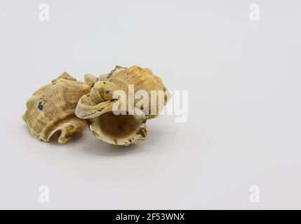 Conchiglie di mare isolato su sfondo bianco Foto Stock