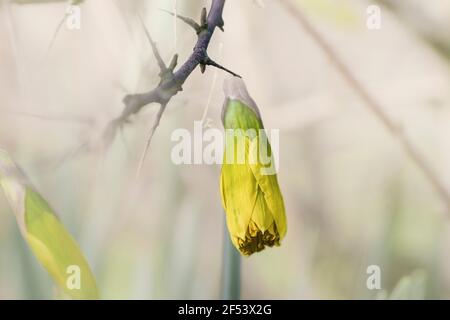 Primo piano di Daffodils fiore all'inizio della primavera appena prima dell'apertura. Concetto di vita nuova eterna. Foto Stock