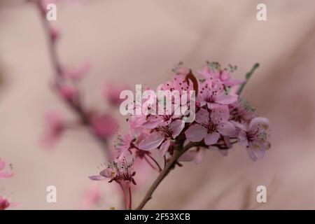 Primo piano di fiore di mela su un ramo di albero all'inizio della primavera. Concetto di vita nuova eterna. Foto Stock