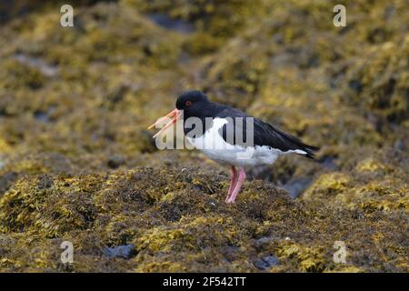Oystercatcher - in marea bassa tideHaematopus ostralegus Isola di Mull Scozia, Regno Unito BI027882 Foto Stock