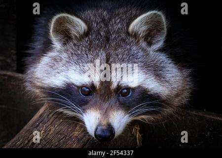 Raccoon (Procyon lotor), primo piano del viso, guardando la fotocamera Foto Stock